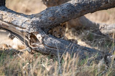Aslan yavrusu çimlerin üzerinde.