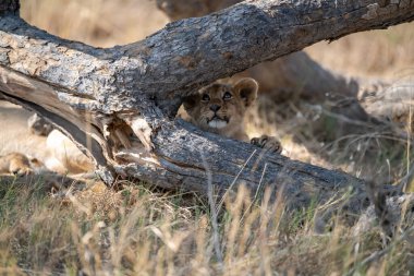 lion cub playing in the bush