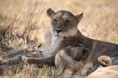 Afrika 'daki savanadaki aslan ailesi.