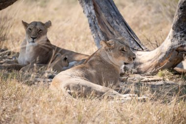 Dişi aslanlar çimlerin üzerinde dinleniyor.