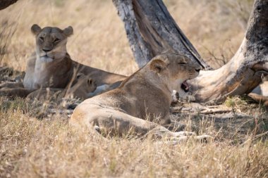 Yavrularıyla birlikte Güney Afrika 'daki Kruger Ulusal Parkı' nda dinlenen dişi aslan ailesi..