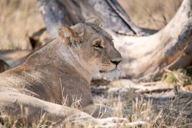 Güney Afrika 'daki Kruger Ulusal Parkı' nda aslan var.