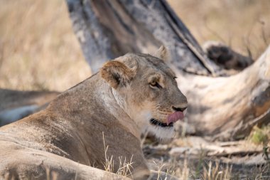 Afrika 'daki Kruger Ulusal Parkı' nda aslan var.