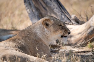 Afrika Aslanı (panthera leo) Kruger Ulusal Parkı, Güney Afrika