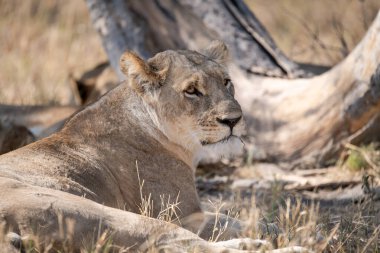 Aslan (panthera leo) Chobe Ulusal Parkı, Botswana, Afrika 'da bir ağaçta oturuyor..