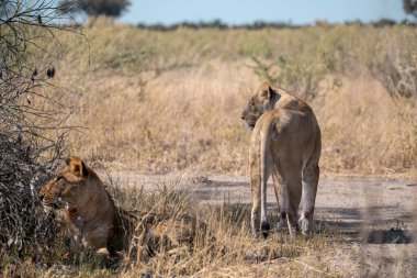 Afrika savanındaki aslanlar