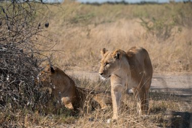 Afrika 'daki Kruger Ulusal Parkı' nda aslan ailesi.