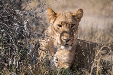 Güney Afrika 'daki Kruger Park' ında aslan var.