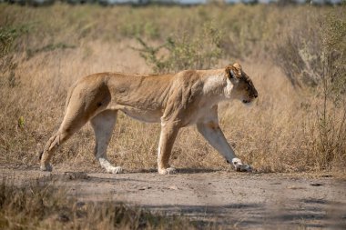 Kruger parkında bir aslan.