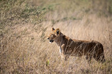 Kenya savanındaki aslan
