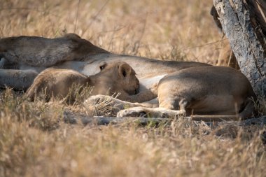 yerde yatan iki aslan.