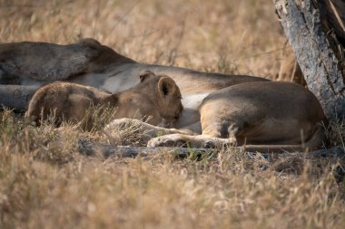 Aslan yavrusu çalıların arasında dinleniyor.