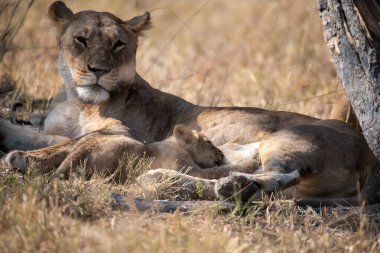 Yerde yatan aslan yavrusu