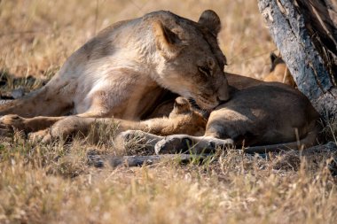Aslan yavrusu çimlerin üzerinde yatıyor.