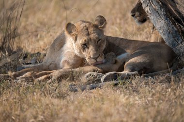 Aslan yavrusu bir ağacın gölgesinde yatıyor..