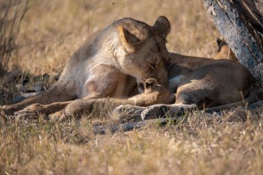anne ve yavru aslanlar