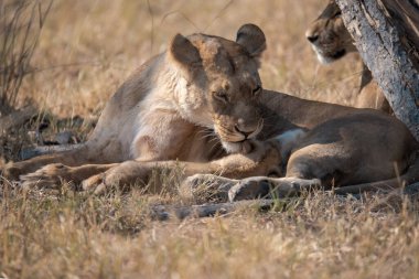 Güney Afrika 'daki Kruger Ulusal Parkı' nda aslan yavrusu ve annesi..