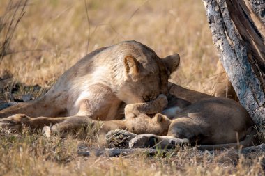 Anne ile oynarken aslan yavrusu