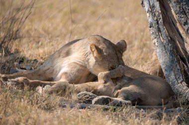 lion cub playing in the bush