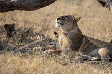Sabahları Güney Afrika 'nın bozkırında dişi aslan.