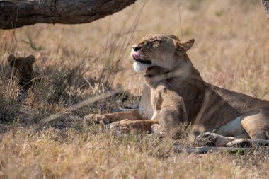 Güney Afrika 'daki Kruger Ulusal Parkı' nda dişi aslan.