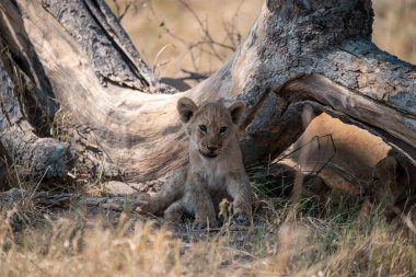 Çim döşeme aslan yavrusu.