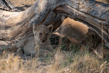 Çim döşeme aslan yavrusu.