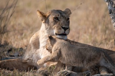 Dişi aslan, panthera leo, çimenlerde yavrusu olan dişi, Kruger Ulusal Parkı, Güney Afrika