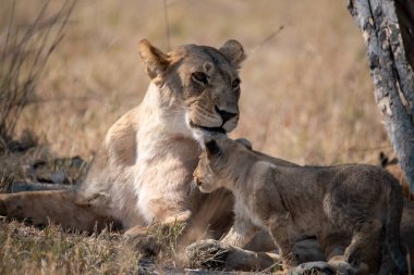 Aslan yavrusu ve dişi aslan.