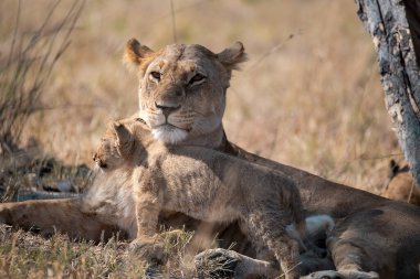 Otların arasında oynayan aslan yavrusu