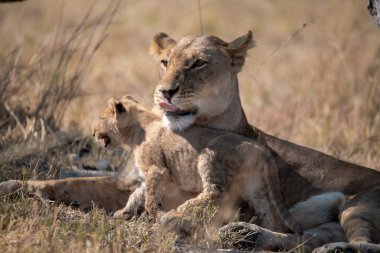 Güney Afrika 'daki Kruger Ulusal Parkı' nda aslan yavrusu ve aslan.