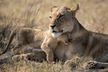 Dişi aslan Kruger National park, Güney Afrika