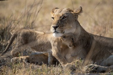Kenya Afrika 'daki Masai Mara' da aslanlar