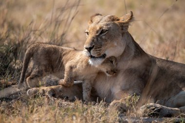 Aslan yavrusu çalılıklarda uzanıyor ve dinleniyor.