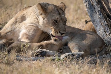 Anne ile aslan yavrusu