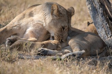 Dişi aslan ve aslan yavruları Kruger parkında oynuyorlar.