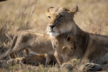young lion family with cubs in the kruger national park, south africa.