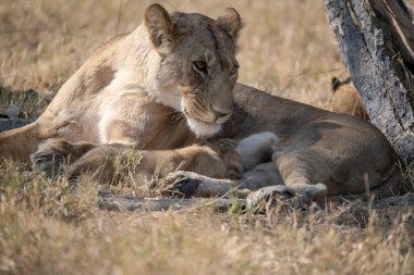 Güney Afrika 'daki Kruger Ulusal Parkı' nda aslan ailesi.