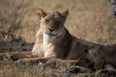 Aslan yavrusu kuru çimenlerin üzerinde yatıyor.