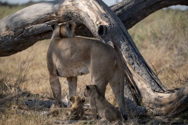 dişi aslan ve aslan yavrusu