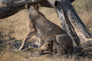 Anne ve aslan yavruları yavrularla oynuyor.
