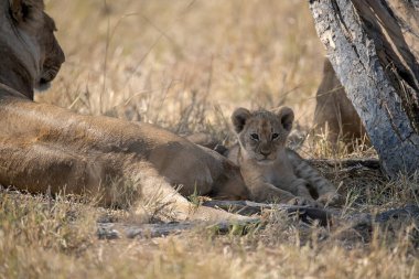 Genç aslan yavrusu Güney Afrika 'daki Kruger Ulusal Parkı' nda annesiyle oynuyor..