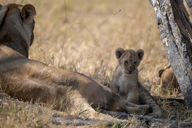 Güney Afrika 'daki Kruger Ulusal Parkı' nda aslan yavrusu.