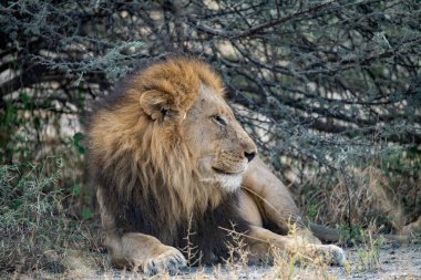 Aslan ın kruger national park, Güney Afrika