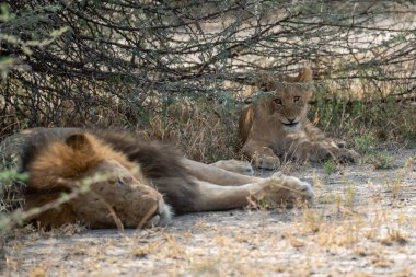 Aslan yavrusu çimlerde