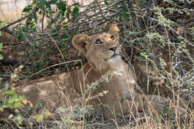 Güney Afrika 'daki Kruger Ulusal Parkı' nda Aslan