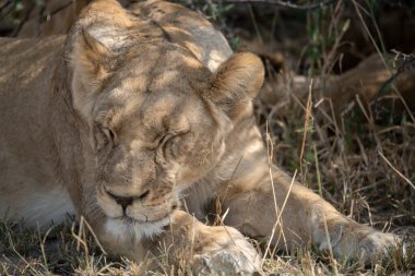 Güney Afrika 'daki Kruger Ulusal Parkı' nda aslan var..