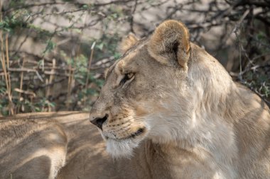 Güney Afrika 'da kameraya bakan bir aslanın yakın görüntüsü.