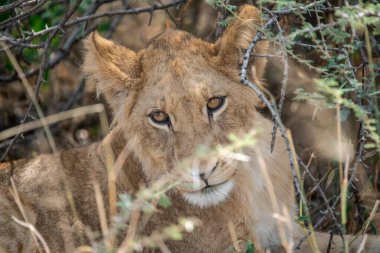 Afrika 'nın güneyindeki Kruger parkında aslan var.
