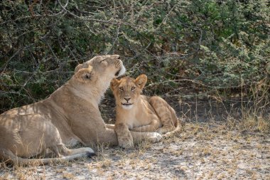 Yavru aslan ile aslan ailesi.